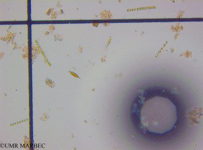 phyto/Guinea golf/Wouri_estuary_B9/YNkouefuthNfongmo_these 2022-2023/Strombomonas sp3 (B92022Iden5230703_001).TIF(copy)_thumb.jpg